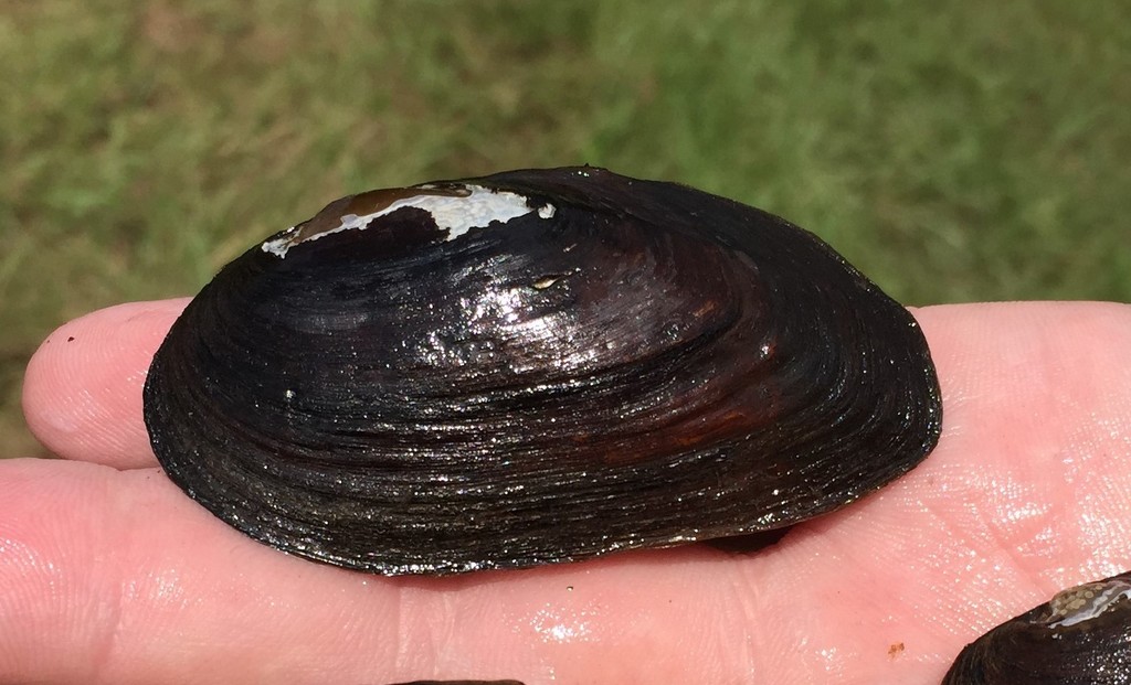 Gulf Slabshell