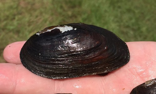 Gulf Slabshell (Elliptio fumata) · iNaturalist