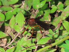 Diogmites platypterus