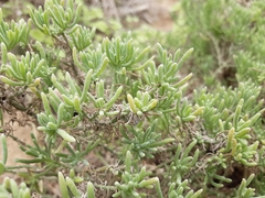 Nolana coelestis