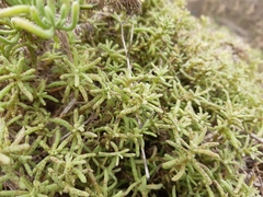 Nolana coelestis