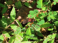 Diogmites platypterus
