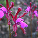 Cattleya elongata - Photo (c) Panta LH, μερικά δικαιώματα διατηρούνται (CC BY-SA)