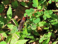 Diogmites platypterus