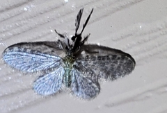 Dilaridae