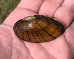 Hamiota subangulata