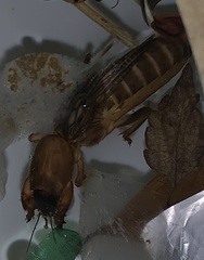 Neocurtilla