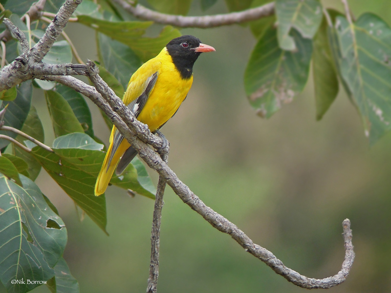 Ethiopian Black-headed Oriole photo