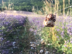 Araneus grossus