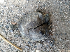 Trachemys yaquia