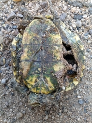Trachemys yaquia