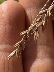 Festuca paradoxa