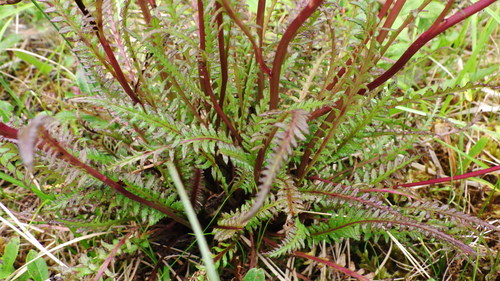 Elephant's-Head lousewort