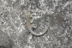 Stenocercus crassicaudatus