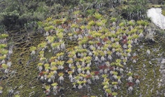 Tillandsia machupicchuensis