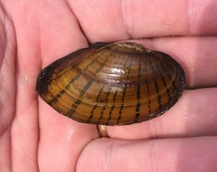 Hamiota subangulata