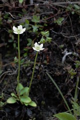 Parnassia parviflora