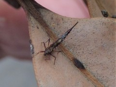 Idolothrips spectrum