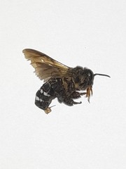 Apis dorsata breviligula