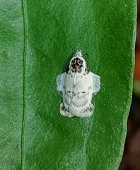Antaeotricha irene