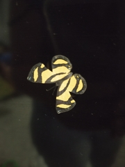 Baeotis zonata zonata