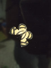 Baeotis zonata zonata