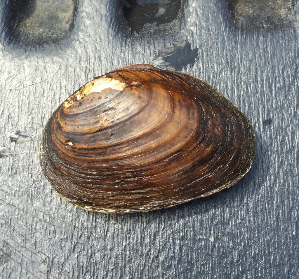 Tennessee Clubshell From Brier Fork, Meridianville Bottom Rd., Madison 