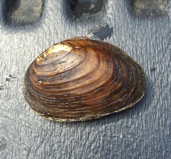 Pleurobema oviforme