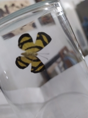 Baeotis zonata zonata