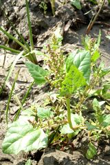 Oxybasis chenopodioides