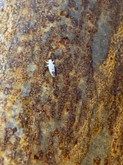 Leuronota maculata