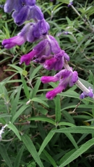 Salvia leucantha
