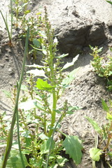 Oxybasis chenopodioides