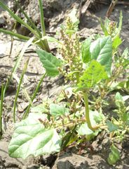 Oxybasis chenopodioides