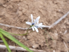 Tecophilaea violiflora