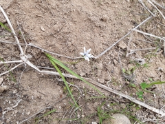 Tecophilaea violiflora