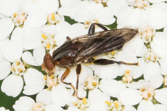 Hammerschmidtia rufa