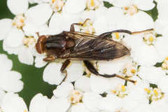 Hammerschmidtia rufa