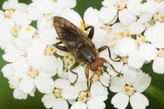 Hammerschmidtia rufa