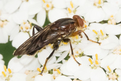 Hammerschmidtia rufa