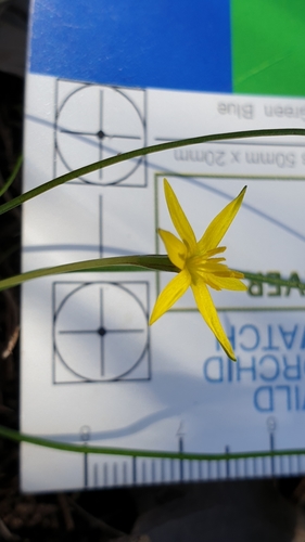Image of Pauridia glabella by (c) Rosalie Lawrence, some rights reserved (CC BY)