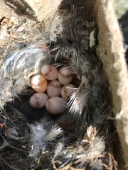 Thryothorus ludovicianus