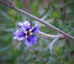 Dampiera lanceolata