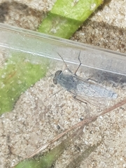 Acrosathe annulata