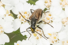Acmaeops pratensis