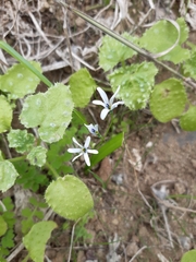 Tecophilaea violiflora
