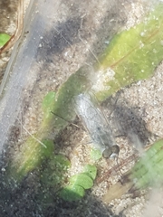 Acrosathe annulata