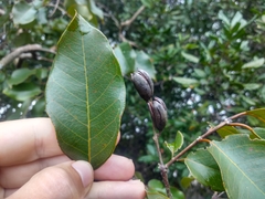 Qualea