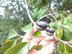 Qualea