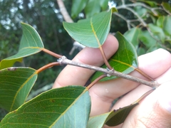 Qualea